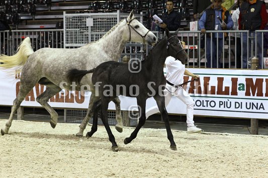 CA D ORO_MILANO_2010_SS3_8219.jpg